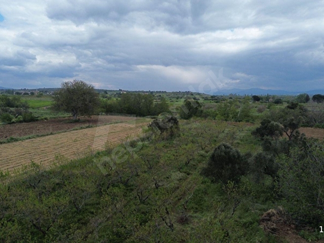 ÇANAKKALE BAYRAMİÇ AHMETÇELİ KÖYÜNDE SATILIK MEYVE BAHÇESİ - Görsel 5