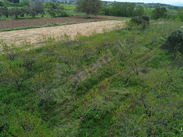 ÇANAKKALE BAYRAMİÇ AHMETÇELİ KÖYÜNDE SATILIK MEYVE BAHÇESİ - Görsel 2