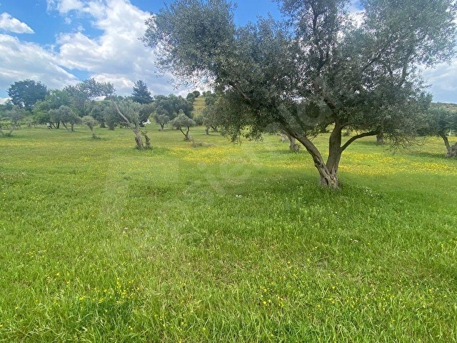 SATILIK 11.500.000tl ZEYTİNLİK BAĞ MEYVE BAHÇESİ - Görsel 2
