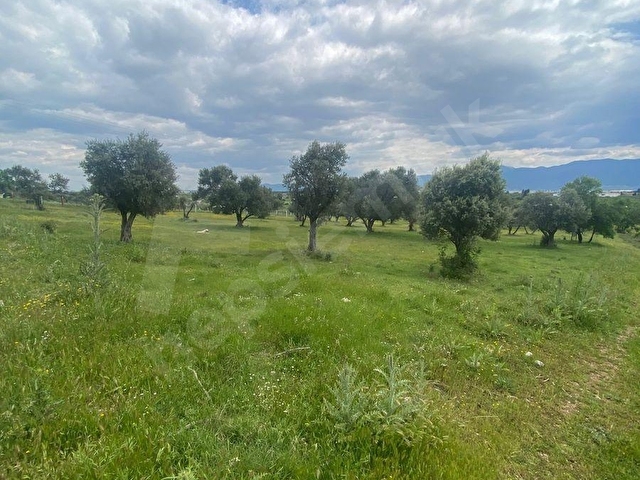 SATILIK 11.500.000tl ZEYTİNLİK BAĞ MEYVE BAHÇESİ - Görsel 16