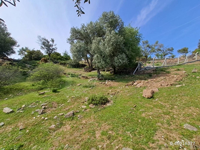 1474m² DENİZ GÖREN ZEYTİNLİK - ÖZDERE - Görsel 12