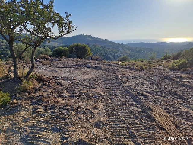 1474m² DENİZ GÖREN ZEYTİNLİK - ÖZDERE - Görsel 2
