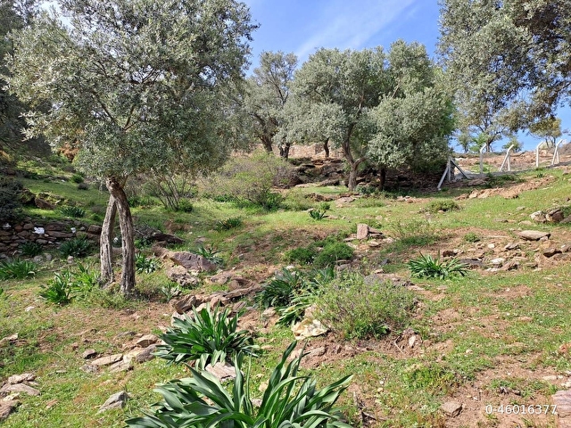 1474m² DENİZ GÖREN ZEYTİNLİK - ÖZDERE - Görsel 8