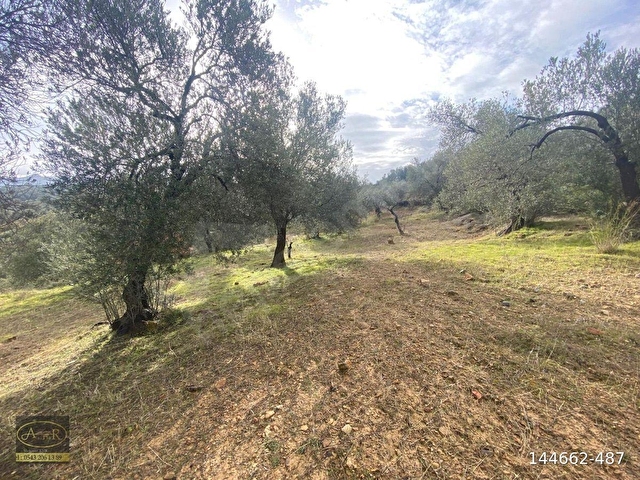 Balıkesir Burhaniye yabancılar geniş m2 satılık bakımlı zeytinlik