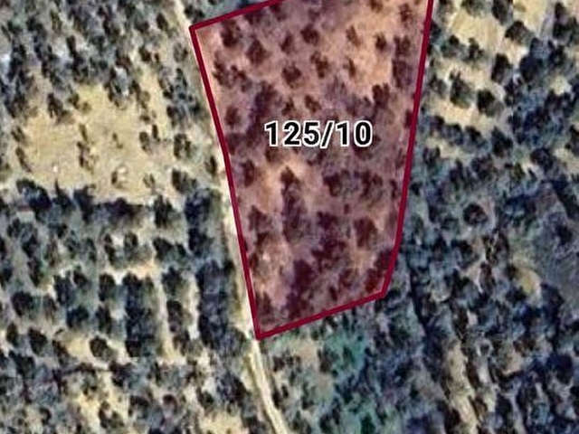 Balıkesir Burhaniye yabancılar geniş m2 satılık bakımlı zeytinlik - Görsel 27