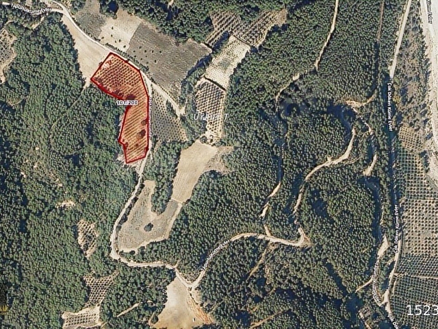 KOYUNCUOĞLUNDAN HURMA VE ZEYTİN AĞAÇLI YATIRIMLIK BAHÇE