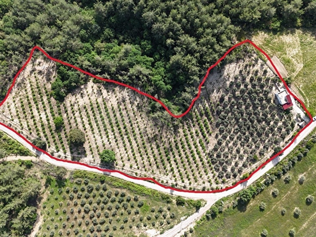 KOYUNCUOĞLUNDAN HURMA VE ZEYTİN AĞAÇLI YATIRIMLIK BAHÇE - Görsel 2