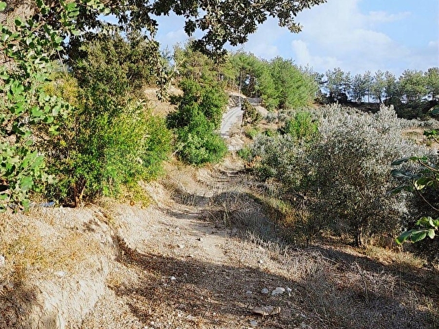 KOYUNCUOĞLUNDAN HURMA VE ZEYTİN AĞAÇLI YATIRIMLIK BAHÇE - Görsel 16