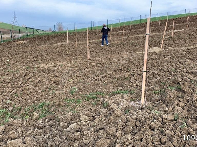 MARMARAEREĞLİSİ ÇEŞMELİ KÖYÜNDE EV YAPIM RUHSATLI DENİZ MANZARALI SATILIK 6.051m2 CEVİZ BAHÇESİ - Görsel 20