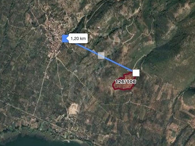 KERAMETTE SAHİBİNDEN KELEPİR ZEYTİNLİK - Görsel 3