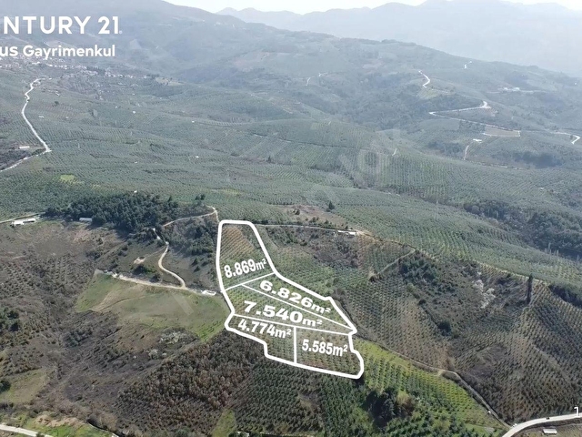 C21 Cius; Adliye Umurbey Sınırı 33,596m2 Bakımlı Zeytinlik - Görsel 2