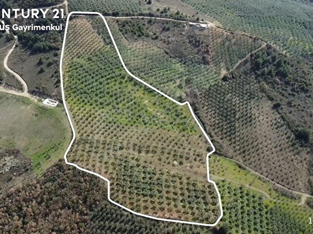 C21 Cius; Adliye Umurbey Sınırı 33,596m2 Bakımlı Zeytinlik - Görsel 3