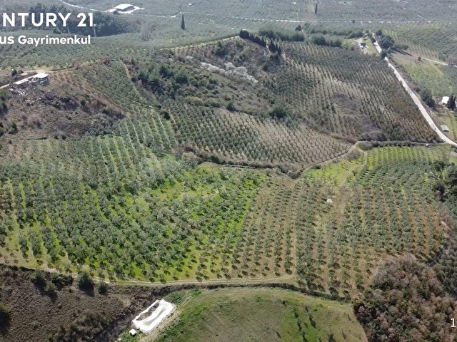 C21 Cius; Adliye Umurbey Sınırı 33,596m2 Bakımlı Zeytinlik - Görsel 7