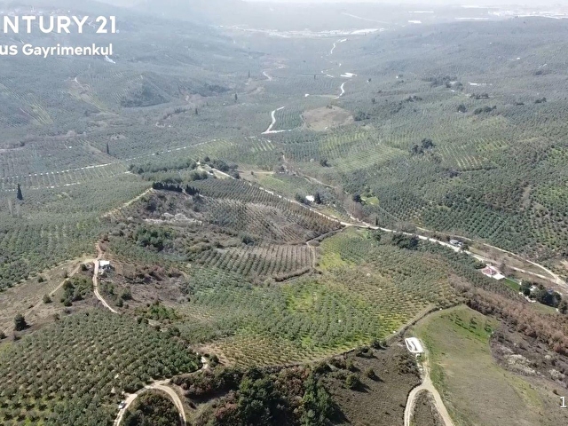 C21 Cius; Adliye Umurbey Sınırı 33,596m2 Bakımlı Zeytinlik - Görsel 8
