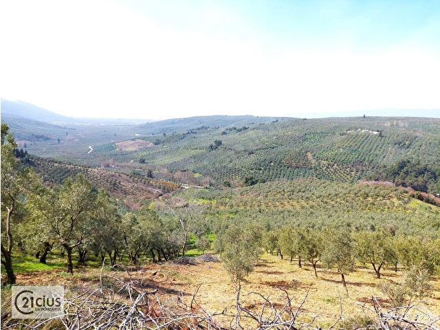 C21 Cius; Adliye Umurbey Sınırı 33,596m2 Bakımlı Zeytinlik - Görsel 15
