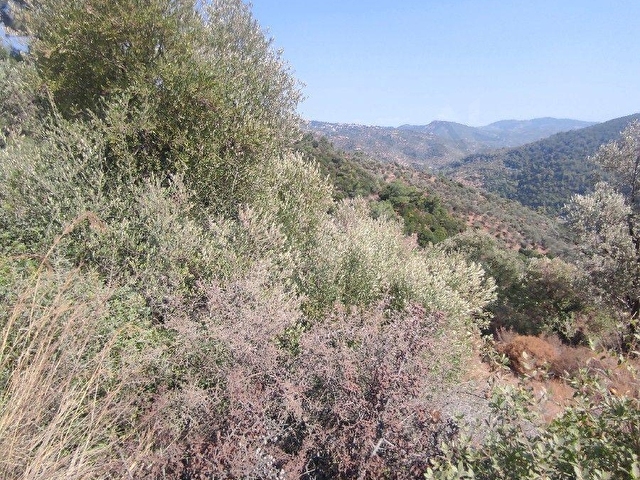İZMİR GÜZELBAHÇE KÜÇÜKKAYA KÖYÜ 11077 M2 deniz manzaralı yatırıma uygun TARLA - Görsel 5