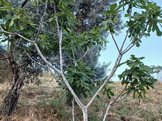 Efeler İlyasdere mevki zeytin incir bahçesi tek tapu - Görsel 4
