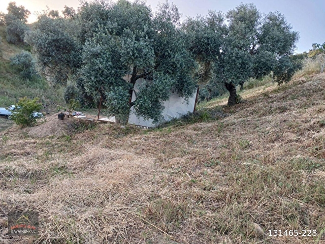 Efeler İlyasdere mevki zeytin incir bahçesi tek tapu - Görsel 8