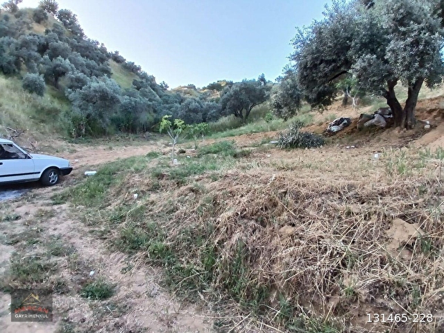 Efeler İlyasdere mevki zeytin incir bahçesi tek tapu - Görsel 22