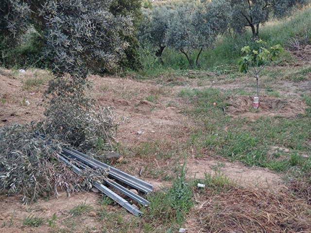 Efeler İlyasdere mevki zeytin incir bahçesi tek tapu - Görsel 21