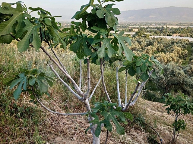 Efeler İlyasdere mevki zeytin incir bahçesi tek tapu - Görsel 29