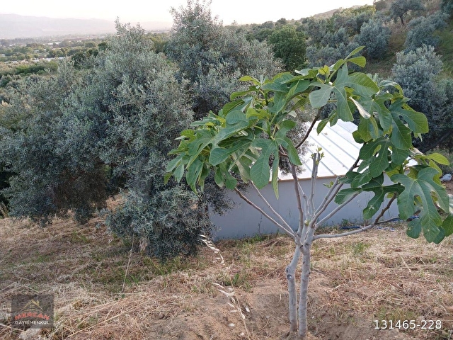Efeler İlyasdere mevki zeytin incir bahçesi tek tapu - Görsel 27