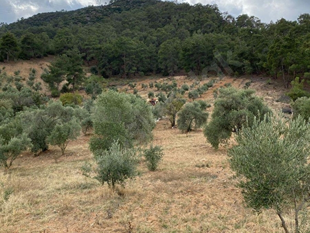 Bozdoğan Kemer Mahallesinde Satılık Zeytinli Tarla - Görsel 12
