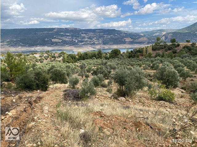 Bozdoğan Kemer Mahallesinde Satılık Zeytinli Tarla - Görsel 4