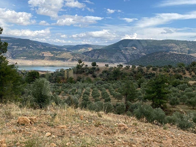 Bozdoğan Kemer Mahallesinde Satılık Zeytinli Tarla - Görsel 2
