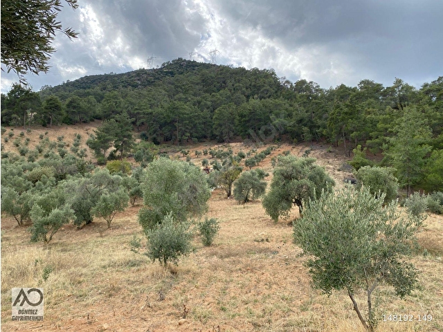 Bozdoğan Kemer Mahallesinde Satılık Zeytinli Tarla - Görsel 15
