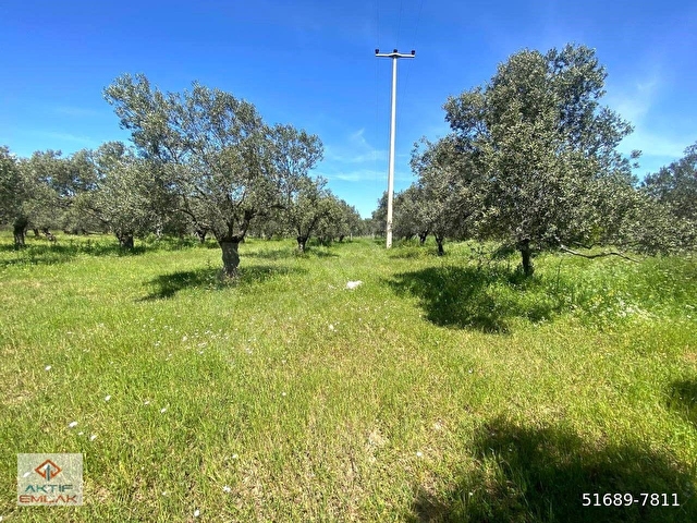 🔴AKTFİTEN YUNUSTA 2568 M2 KADASTOL YOLU OLAN 32 ADET BAKIMLI ZEYTİNİ OLAN SATILIK ZEYTİNLİK - Görsel 21