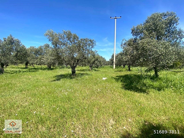 🔴AKTFİTEN YUNUSTA 2568 M2 KADASTOL YOLU OLAN 32 ADET BAKIMLI ZEYTİNİ OLAN SATILIK ZEYTİNLİK - Görsel 20