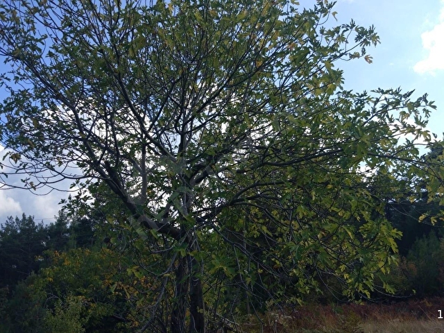 AKSOYDAN SATILIK BUCAK DUTALAN KÖYÜNDE 3379 m2 TARLA - Görsel 7