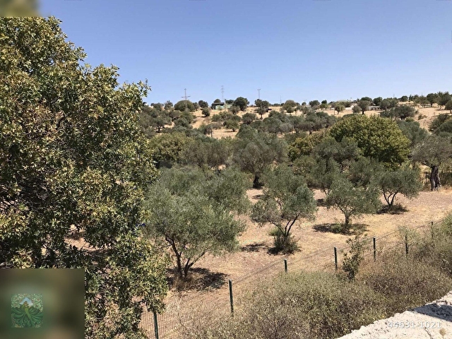 FOÇA DEMETER EMLAKTAN SATILIK ZEYTİNLİK - Görsel 3