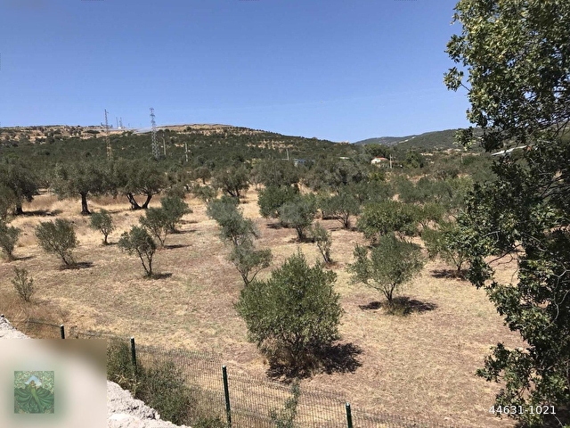 FOÇA DEMETER EMLAKTAN SATILIK ZEYTİNLİK - Görsel 4