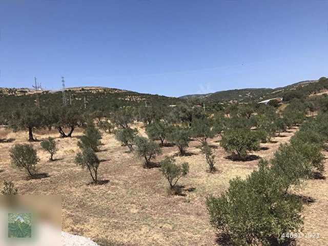 FOÇA DEMETER EMLAKTAN SATILIK ZEYTİNLİK - Görsel 7