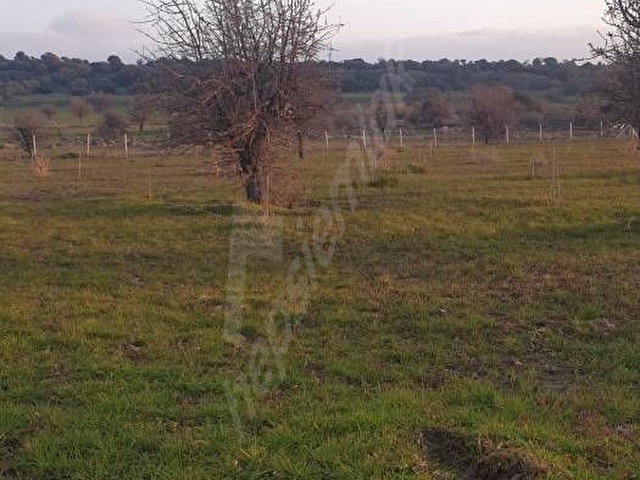 Assos Korubaşı Ovacık 7 Dönüm Tarla- Yola Cephe - Görsel 3