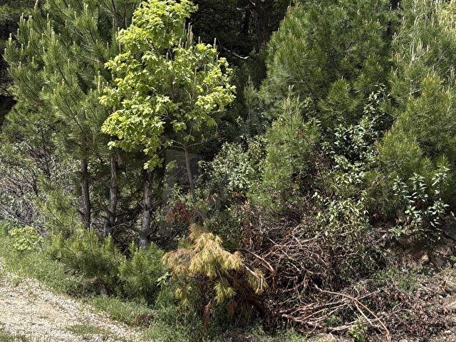 BABADAĞ KIRANYER TAŞOLUK MEVKİSİ YOL KENARI TARLA - Görsel 9