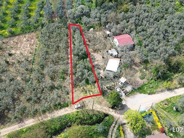 Orhangazi akharem Mahallesi’nde satılık zeytinlik ve hobi bahçesi