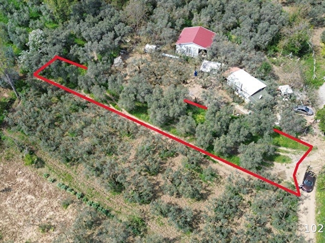 Orhangazi akharem Mahallesi’nde satılık zeytinlik ve hobi bahçesi - Görsel 4