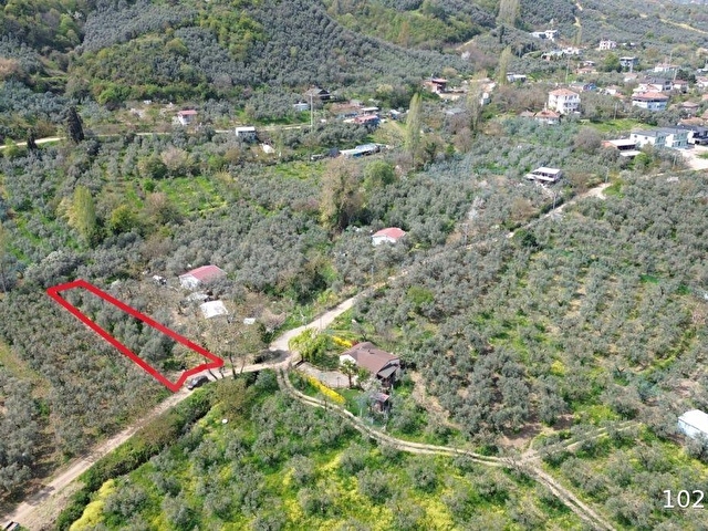 Orhangazi akharem Mahallesi’nde satılık zeytinlik ve hobi bahçesi - Görsel 18