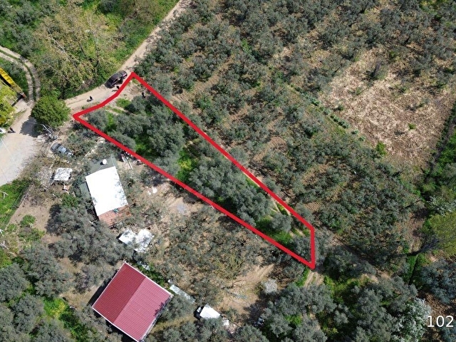 Orhangazi akharem Mahallesi’nde satılık zeytinlik ve hobi bahçesi - Görsel 20