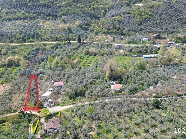 Orhangazi akharem Mahallesi’nde satılık zeytinlik ve hobi bahçesi - Görsel 27