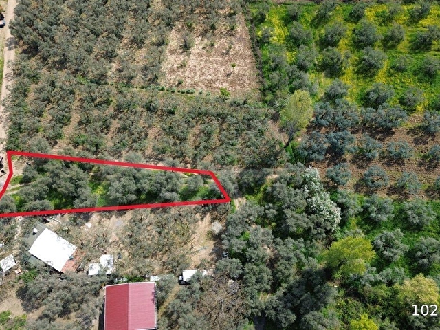 Orhangazi akharem Mahallesi’nde satılık zeytinlik ve hobi bahçesi - Görsel 28