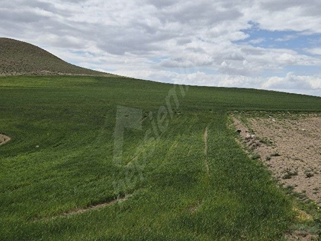 Develi tombak ta Erciyes manzaralı  tarla, hobi bahçesi, Hayvancılık için uygun çevresi mera - Görsel 11