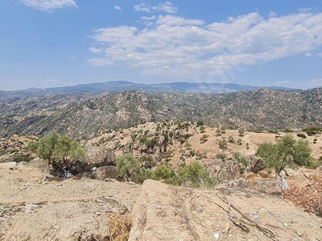 Baraj gölü manzaralı 41263m2  Zeytinli tarla - Görsel 4