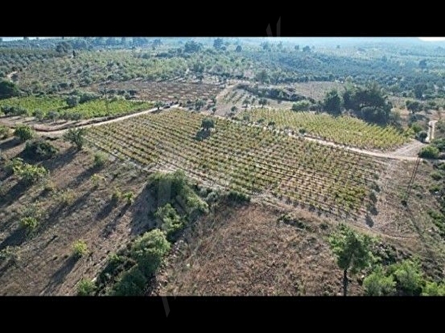 sahibinden satılık üzüm bağı kısa süreli fiyat - Görsel 15
