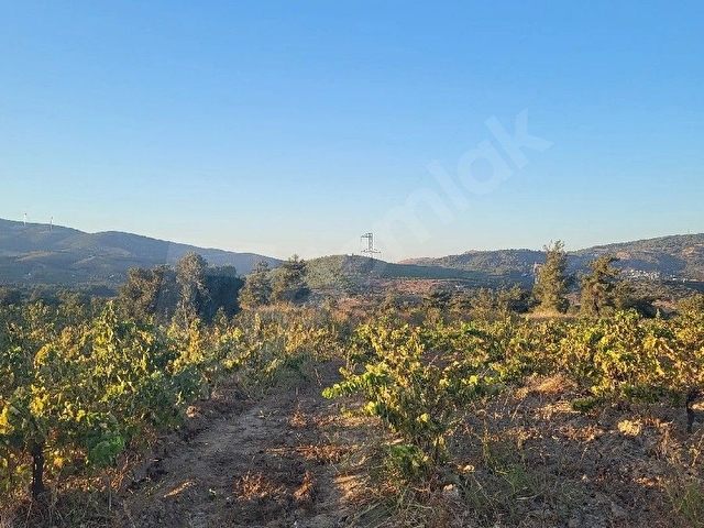 sahibinden satılık üzüm bağı kısa süreli fiyat - Görsel 17