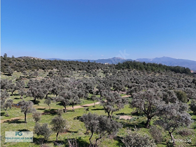 Milas Burgaz’da İmara Komşu 8.815 m² Yatırımlık Arazi - Görsel 18