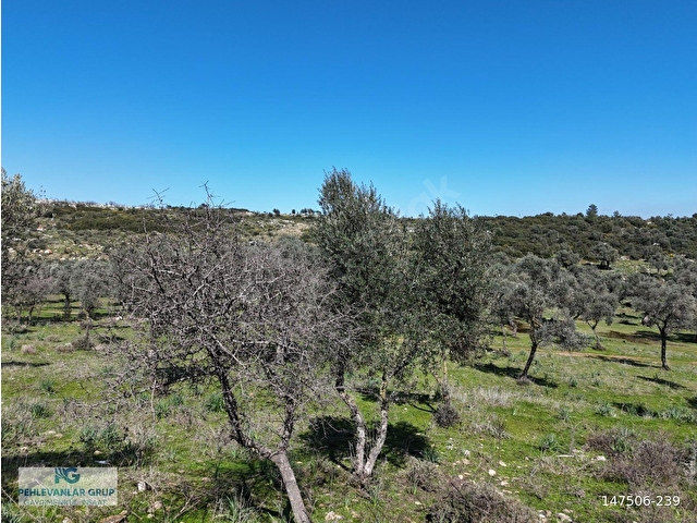 Milas Burgaz’da İmara Komşu 8.815 m² Yatırımlık Arazi - Görsel 12